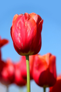 红色郁金香花