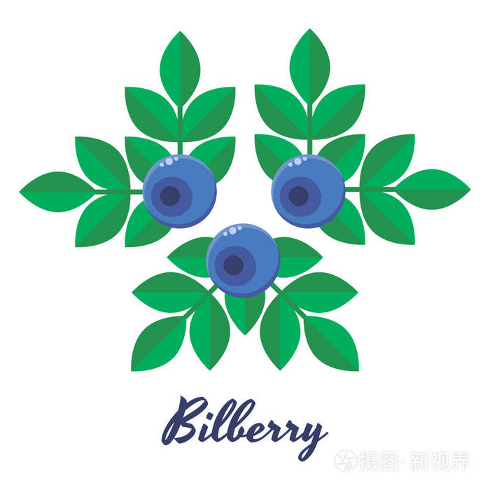 矢量插画, 蓝莓, 越桔, 蓝色森林莓果