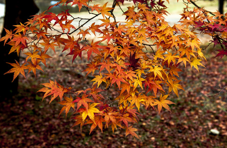 在天然环境中明亮秋天的树叶
