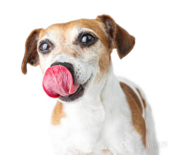 可爱的狗杰克罗素梗犬舔鼻子用舌头