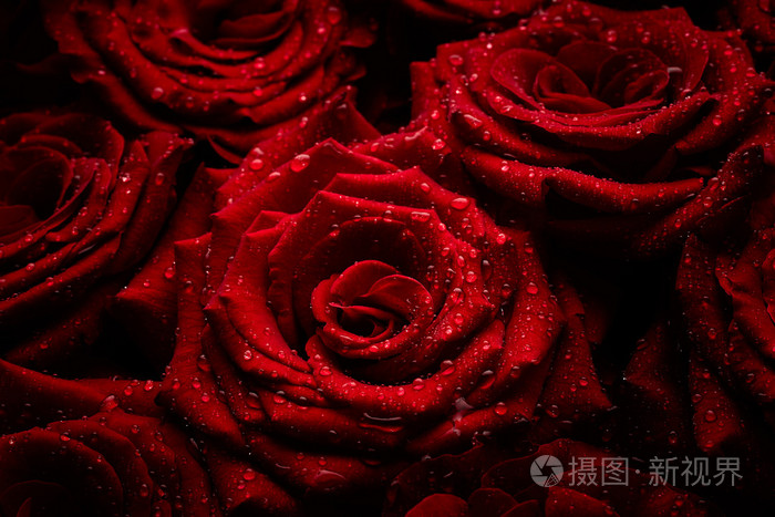 水滴的玫瑰花