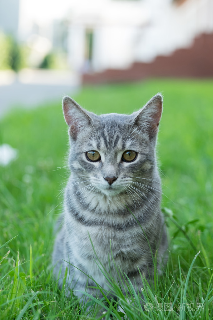 灰猫