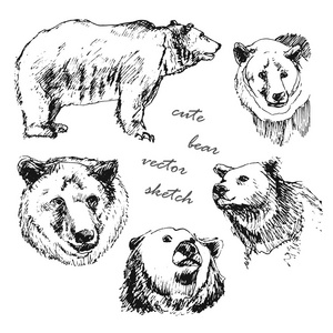 手工绘制的插图的熊