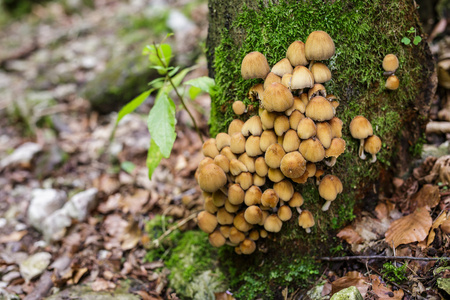 一群在森林里的蘑菇