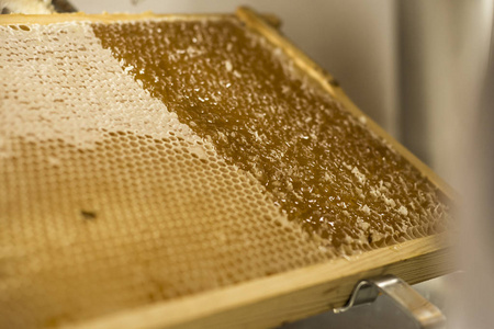 蜂窝打开 unwaxing 叉养蜂人无上限为收获金色美味的蜂蜜的特写镜头