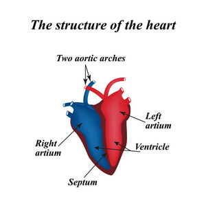心脏的结构。信息图表。矢量图