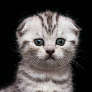 黑色背景下的肖像色斑苏格兰折叠小猫