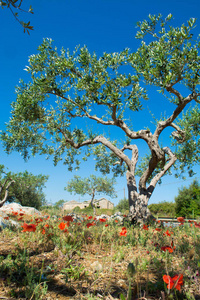 大和老古橄榄树橄榄树花园里住