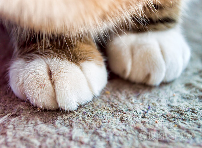 猫爪子