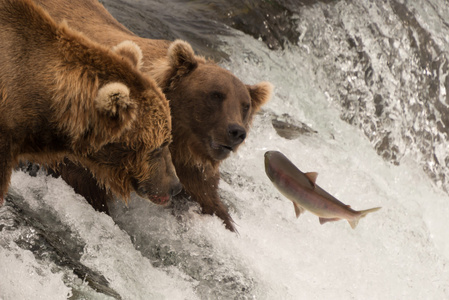三文鱼跃向瀑布上的两只熊