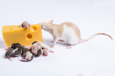 大多数儿童大鼠大鼠吃大块奶酪