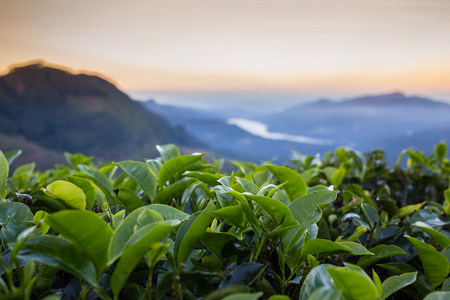 茶园金马伦高原