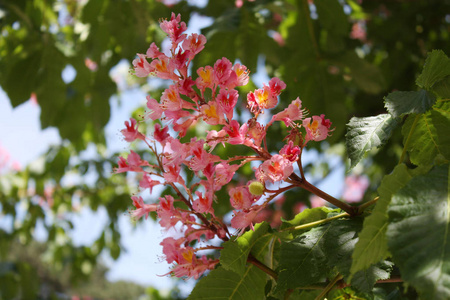 春季粉红 chestnutblooming