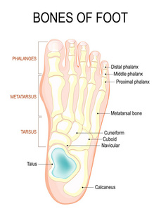 脚的骨头