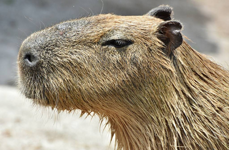 capybara水稻