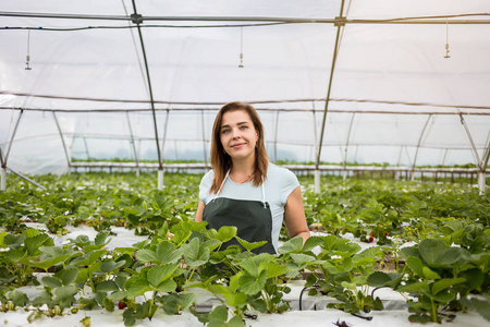 丰收了，农业工程师工作在温室里的草莓种植。女性温室工人盒草莓，采摘浆果农场，草莓作物概念的女人
