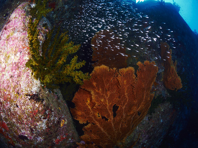 风扇在水下的珊瑚图片