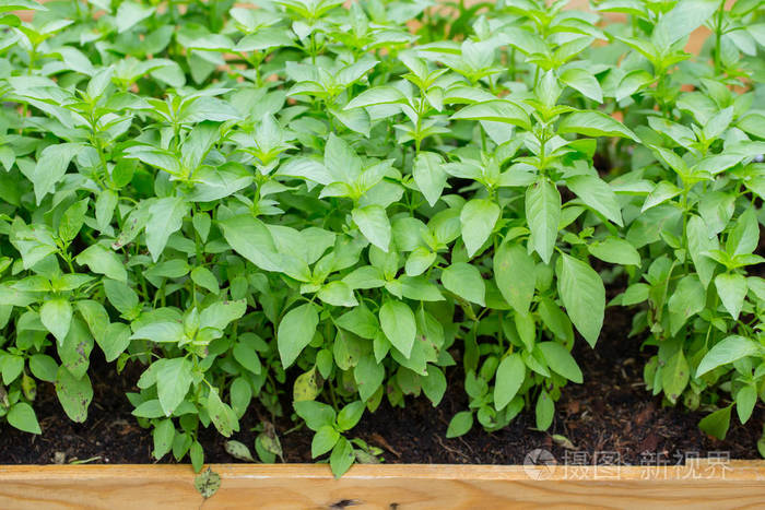 罗勒叶与标签无毒洁净厂房有机蔬菜食品家庭草药花园