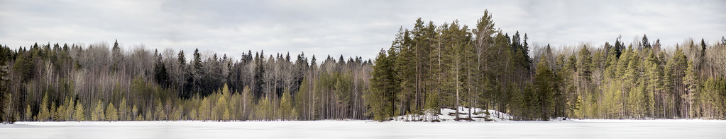 冬季森林的全景