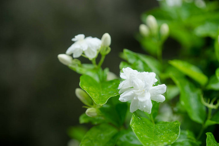 关闭了花园里的白色茉莉花。