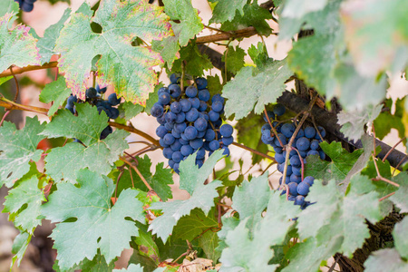 成熟的红色的酒的葡萄的准备好收获