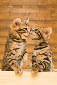 两个条纹的猫亲吻对方