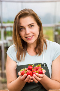 丰收了，农业工程师工作在温室里的草莓种植。女性温室工人盒草莓，采摘浆果农场，草莓作物概念的女人