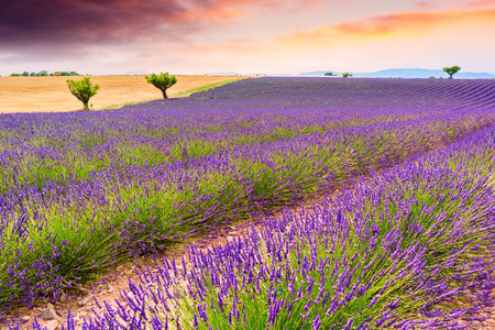 在 Valensole，法国的薰衣草田