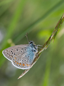 对野生草特写的常见蓝色蝴蝶 Polyommatus icarus