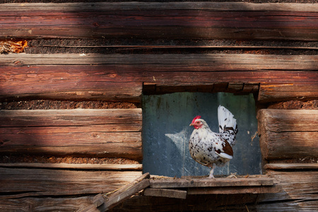 在传统的散养家禽农场鸡