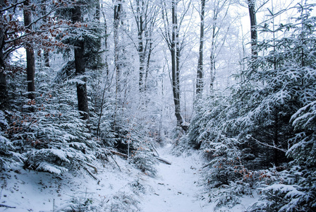 冬季森林与雪