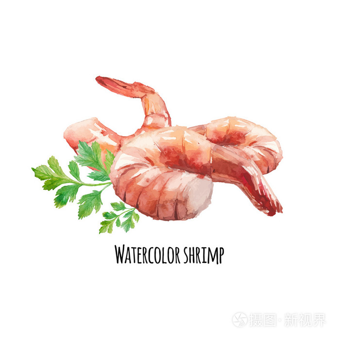 欧芹水彩虾仁插画-正版商用图片0e7jdi-摄图新视界