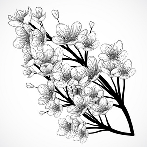手绘樱花季樱花元素樱桃树开花.老式黑白手绘矢量插画素描风格.