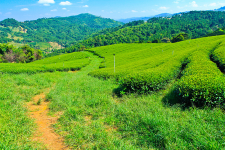 在泰国的茶叶种植园