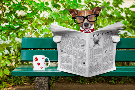 狗阅读报纸