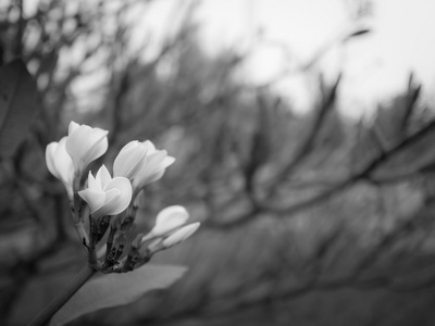 里黑色和白色的花