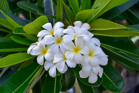 白色素馨花鲜花