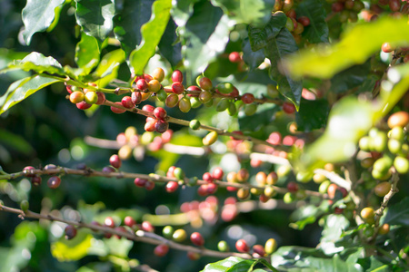 红色浆果咖啡豆