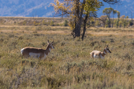 叉角羚羚羊母鹿和小鹿