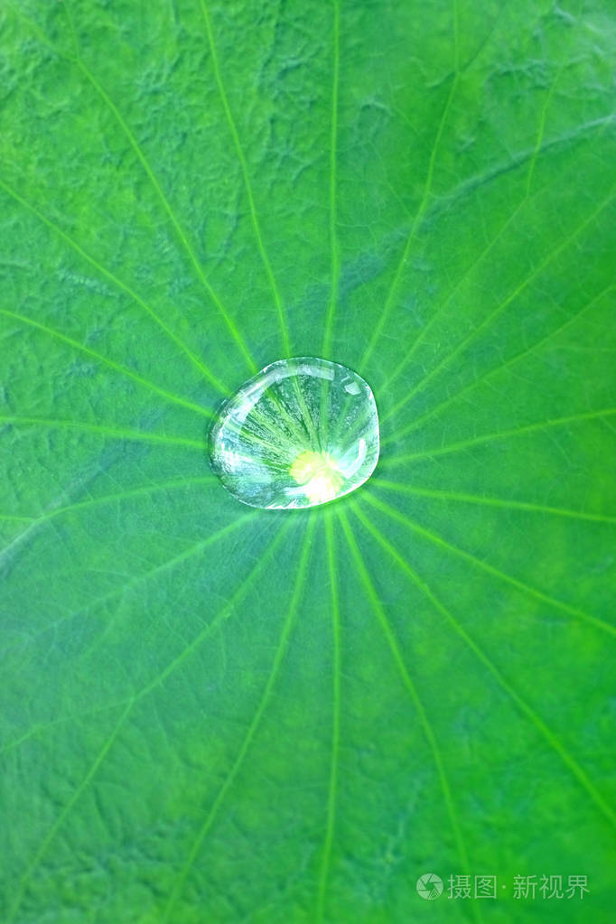 荷叶上的水滴