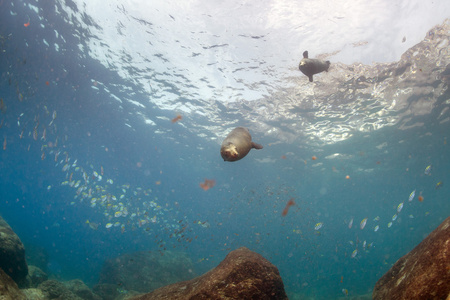 接近海狮家庭水下摄影师潜水员