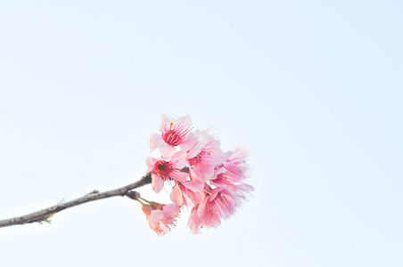 樱花李, 野生喜马拉雅樱桃, 樱花