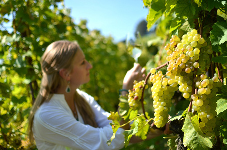 女人与成熟的葡萄在拉沃