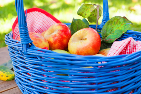 有机红苹果在篮子里户外。果园。秋天的花园