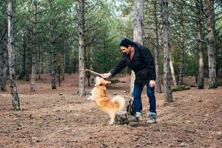 人和威尔士科基犬狗在森林里玩