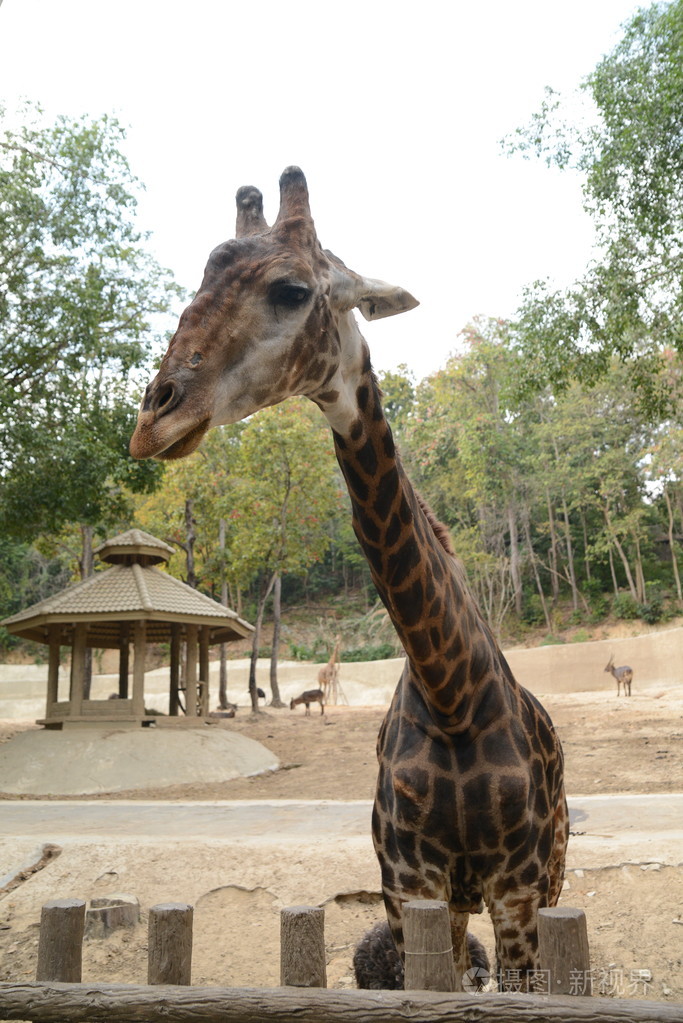 走在 zoopark 的巨大长颈鹿