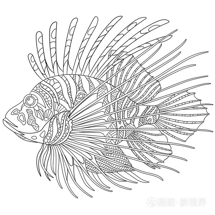 偏心式斑马鱼鱼