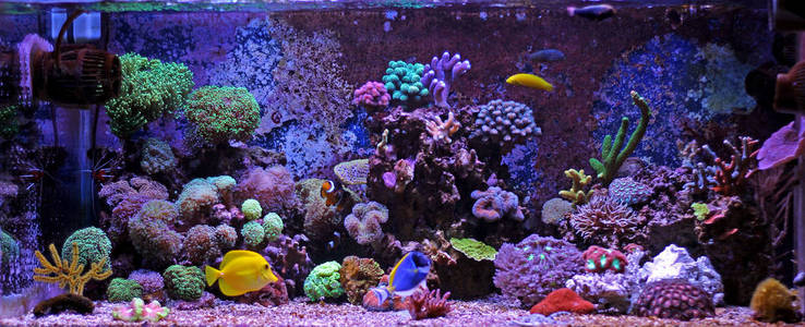 珊瑚礁水族馆