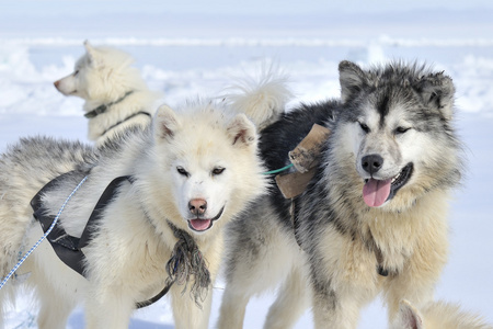 哈士奇雪橇犬肖像图片