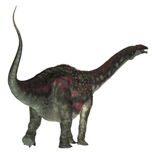 同一恐龙的尾巴
